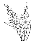 весняні квіти малюнок - Пошук Google | Flower coloring pages, Gladiolus  flower, Coloring pages